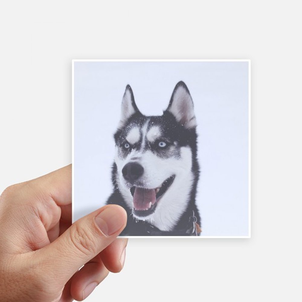 Autocollant husky pour personnaliser valise et pc portable sticker carré