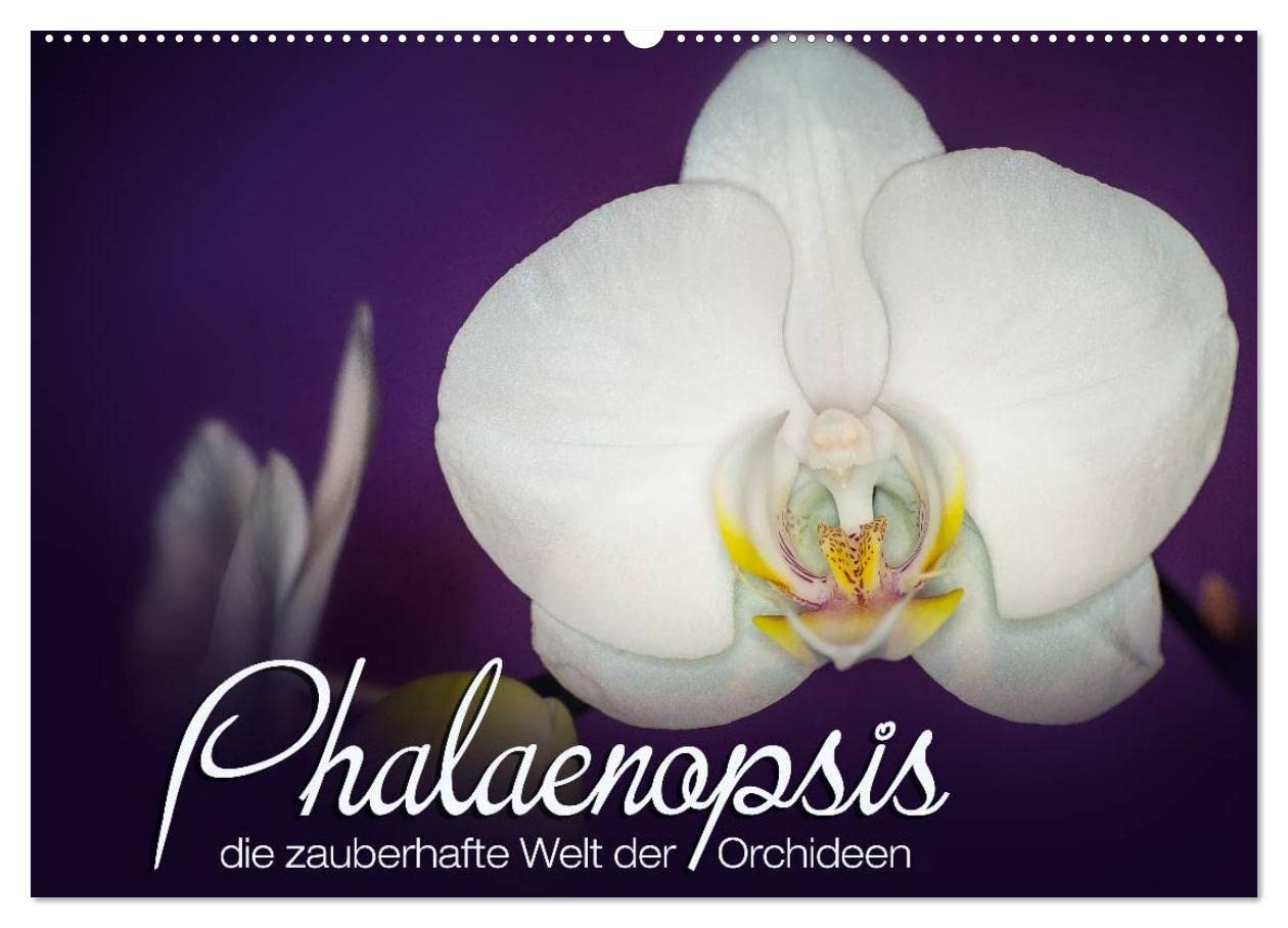 CALVENDO - Phalaenopsis - die zauberhafte Welt der Orchideen (Wandkalender 2027 DIN A2 quer), Monatskalender: Eine kleine zauberhafte Auswahl meiner Orchideen-Familie.