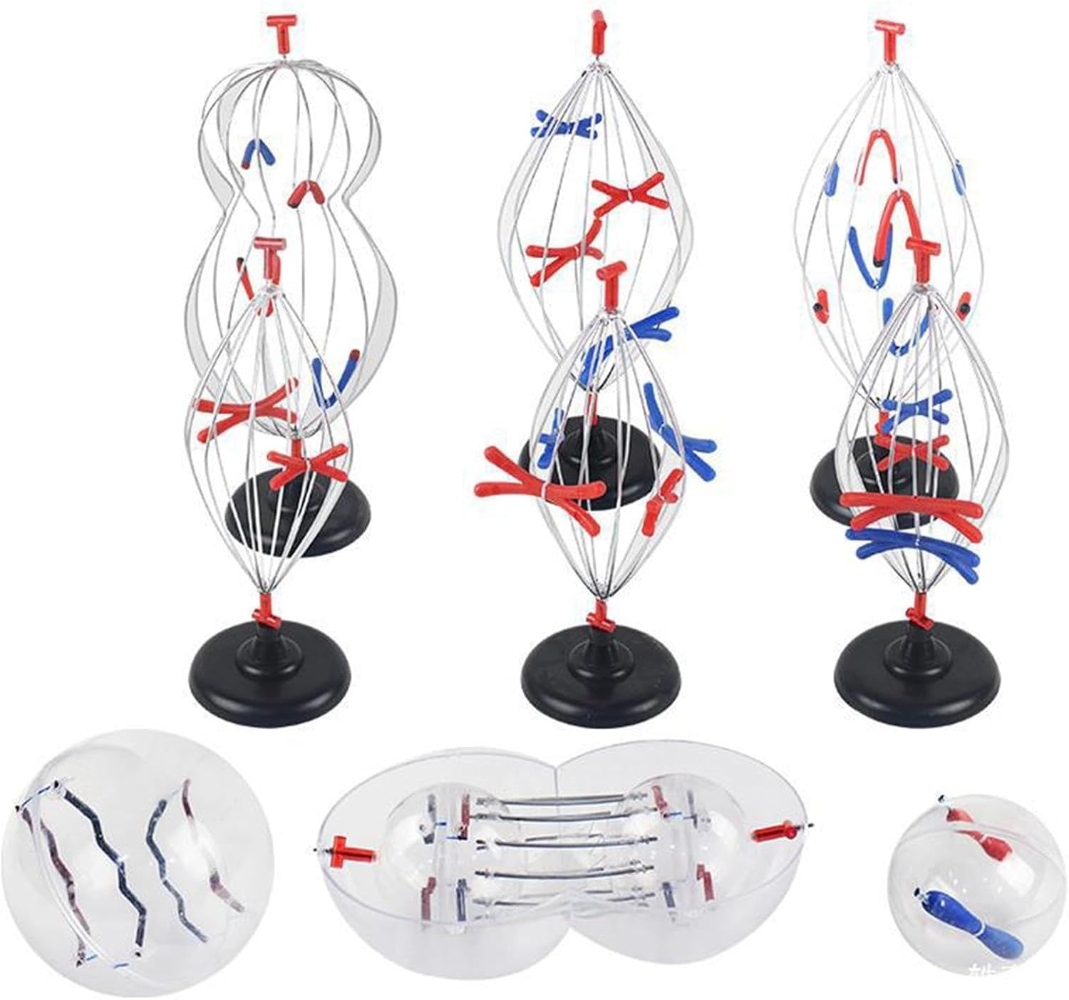 Biologische Zellmodelle, 9 Teile Tier- und Pflanzenzelle Mitose und Meiose-Modell, Wissenschaft Anatomie Zelle und Mitose Modellset für Biologie Lehrhilfe