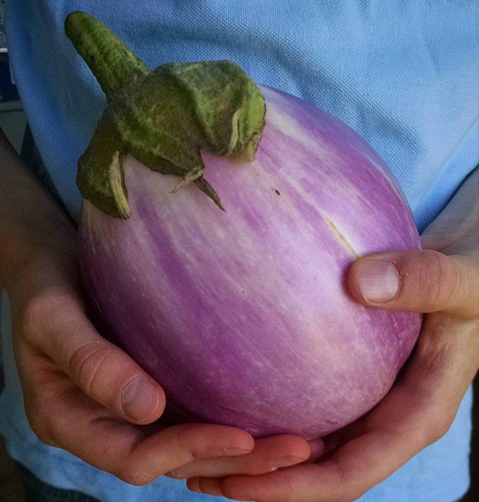eggplantページ 61cIBK2knzL._UF350,350_QL50_.jpg