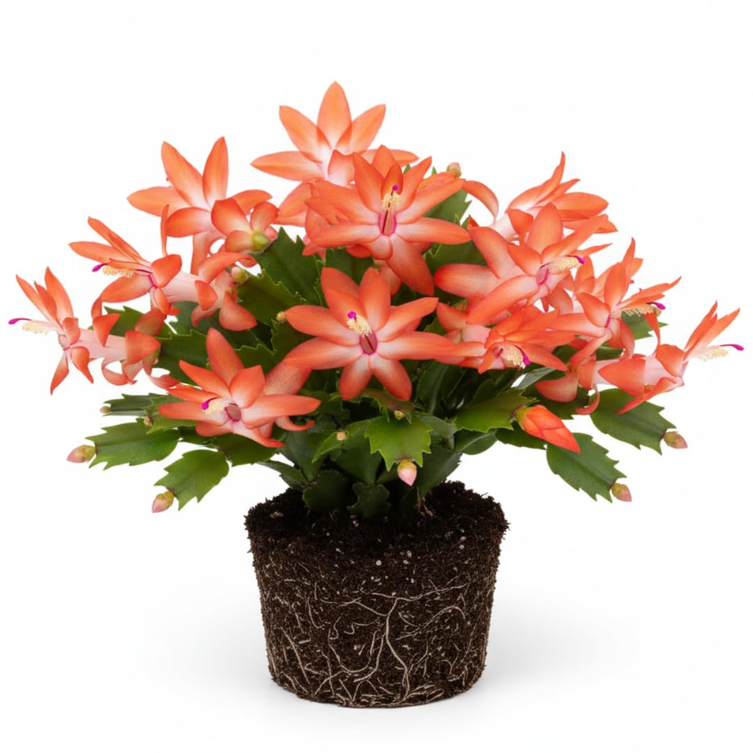 GINGERGLOW Sunset Orange Christmas Cactus