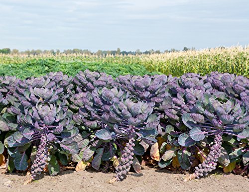 Brussels Sprouts Rosella Purple Seeds Heirloom Vegetable for Planting Non GMO 100 Seeds