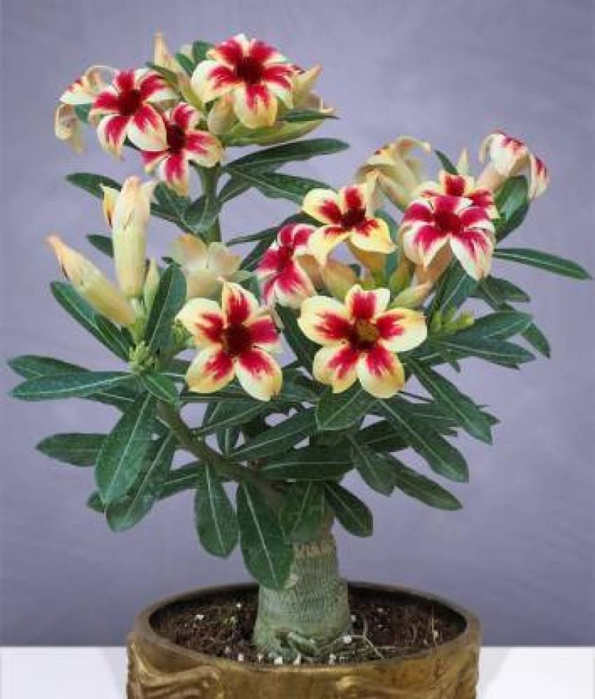 See full amazon price history chart for Grafted adenium plant (1 live plant) Grafted adenium plant (1 live plant) (B0BZFGMWGQ) Amazon Price History, Amazon Price Tracker