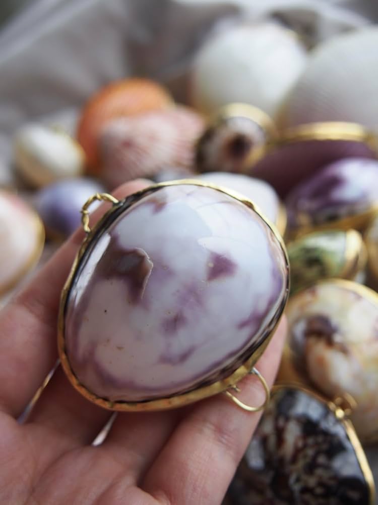 (希少)アツソデガイ　蓋付き　貝殻 希少)アツソデガイ 蓋付き 貝殻 Amazon.co.jp: 貝殻の問屋さん