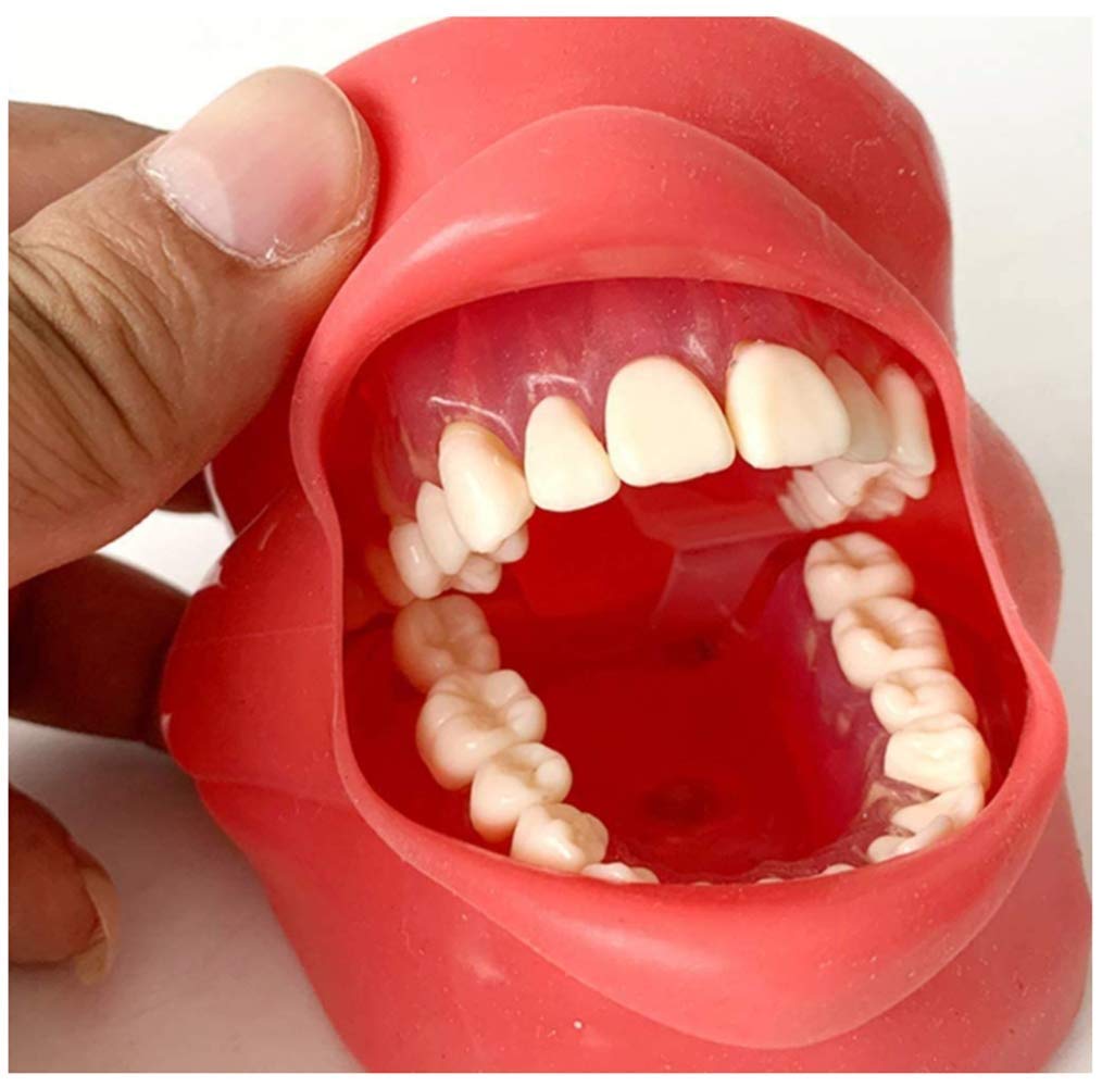 Modello Dental Ghost Testa, Modello didattico odontoiatrico odontoiatrico Testa di Simulazione Orale con 28 Denti a Vite Fissa, Assistenza per l'educazione Medica
