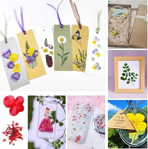 Miniatura 6 de Aunifun Flores secas prensadas reales, flores secas naturales surtidas margaritas coloridas para manualidades, moldes de resina de flores (rosa)