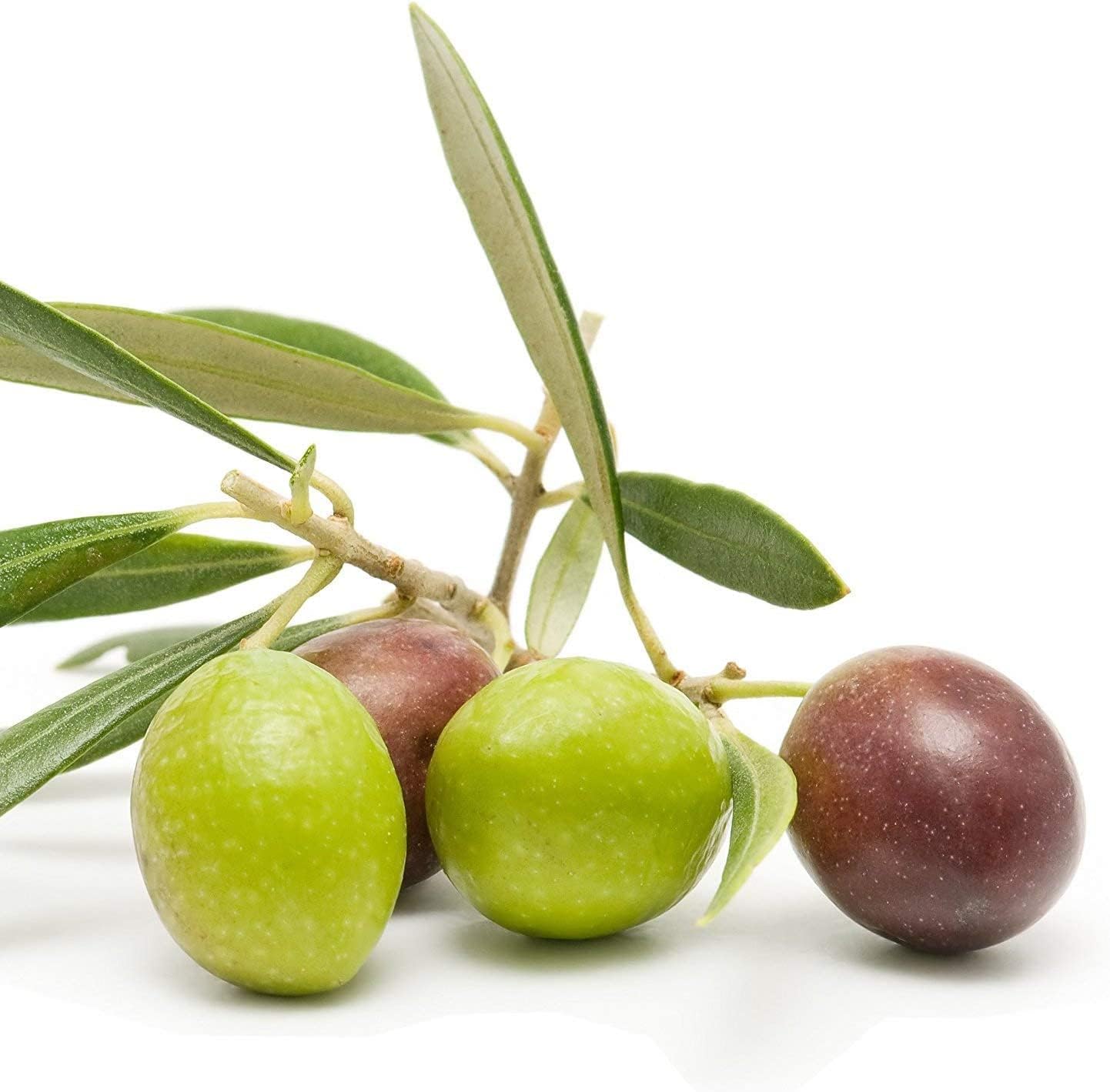 Arbequina Olive Tree | 1 Live 4 Inch Pot | Grow Your Own Olives Indoors