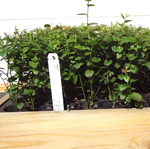 Blueberry Plants Biloxi Southern Highbush Includes (4) Four Plants