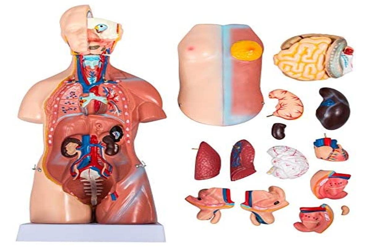 VEVOR Human Torso Anatomy Model 45cm, 23 Detachable Parts, Unisex, PVC Plastic, Educational Teaching Tool for Classroom