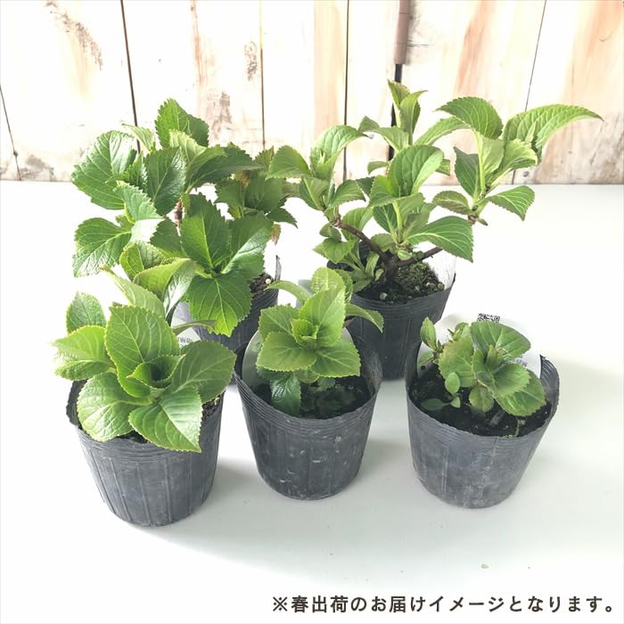 Amazon.co.jp: アジサイ パリジェンヌ 7.5cmポット ハイドランジア 苗