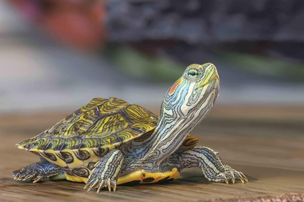 Yellow Alley Turtle Tortoise Sticker Poster|Poster for Good Luck, Wealth, Protection|Decorative Wall Poster|Fenf Shui Tortoise Poster for Offices/Shops/Corridors|Self Adhesive Wall Poster