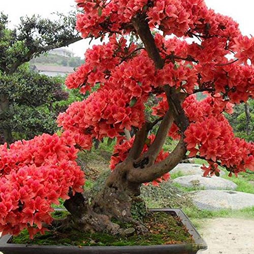 10 PCS Red japanischen Kirschblten Samen Hof Garten Bonsai-Baum-Samen  Kleine Sakura Baum Samen Mischfarben : Amazon.de: Garten
