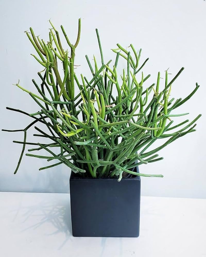 Live Succulent Plant, Pencil Cactus in Black Square Planter, Indoor Houseplant, Decorative Euphorbia (pack of 2) with black pot-picture-28