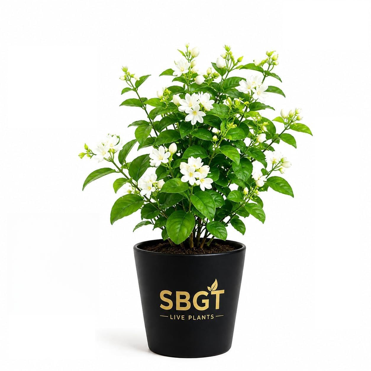 Mogra Jasmine Live Exclusive Plant | Fragrant White Flowering | Indoor & Outdoor, Balcony & Garden, Fragrant Flowers, White Blooms, Home Decor Plant-image-21