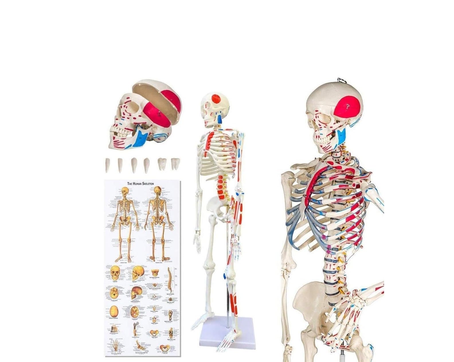 Anatomisches Modell eines menschlichen Skeletts, 85 cm
