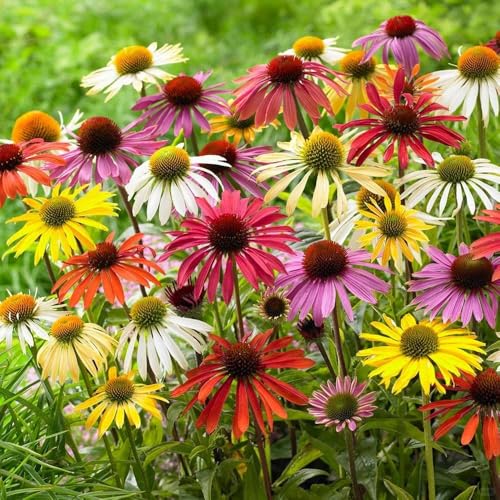 1000+ Echinacea Purpurea Seeds for Planting, Mixed Color Echinacea Coneflower