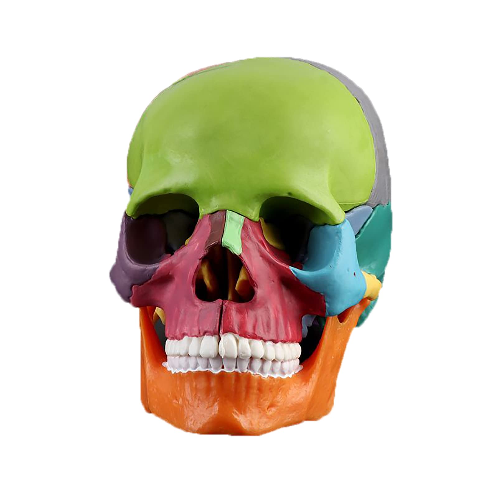 GTHTUHFD Skull Model Colorful, Life Size Human, Replica Anatomy Adult Model, School Medical Teaching And Artist Drawing