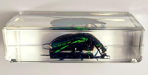 Miniatura 143 de Escarabajo de algodoncillo azul cobalto real de 1.732 in en espécimen de resina de lucita cristalina, insectos, insectos preservados, colección