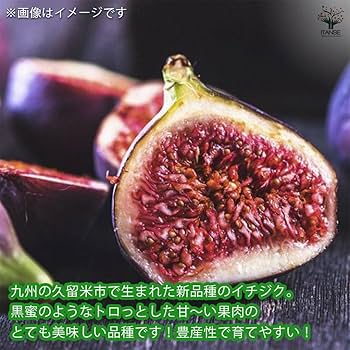 Amazon.co.jp: ITANSE 久留米イチジク苗 くろみつ 12cmポット 1