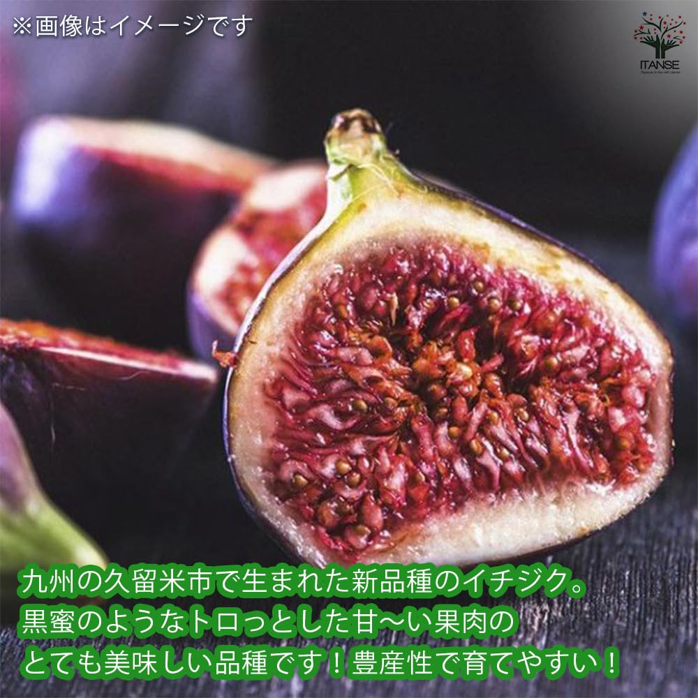 イチジク苗木 久留米いちじくシリーズ 久留米ハニードロップと