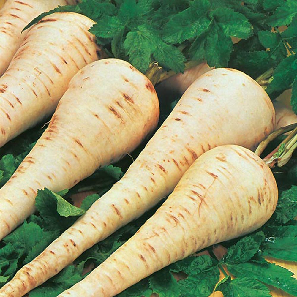 Parsnip F1 Gladiator (pelleted) Vegetable Seeds Approx. 110 Seeds