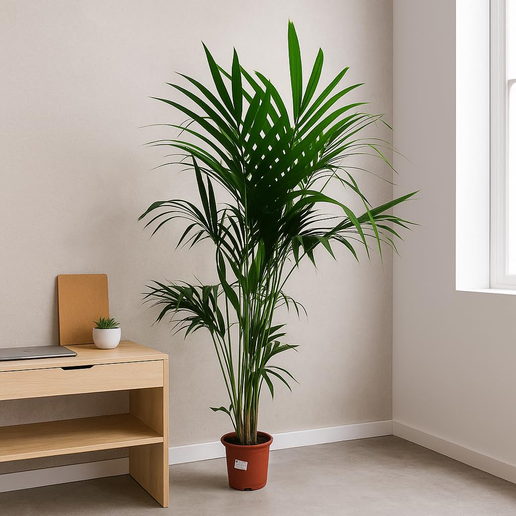 Garden Center Shop | Palmera Natural | Kentia Forsteriana 160-170 cm | Planta de Interior Elegante | Bajo Mantenimiento y sostenible | Maceta 21cm