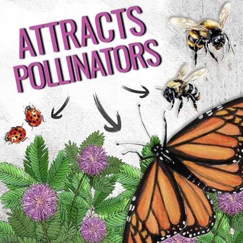 Image of Seed Needs Mimosa Seeds to Plant Sensitive Plant Annual Flowers 2 Packs