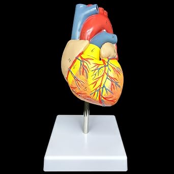 Human Heart Model Anatomically Accurate,Study Display Teaching Medical Model, Life Size,1:1,3D, 2 Parts