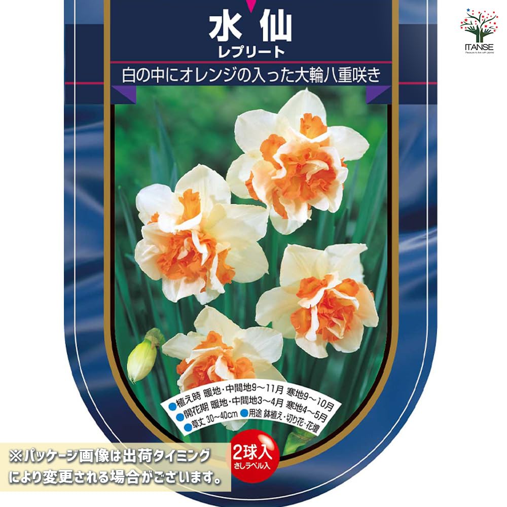 Amazon.co.jp: ITANSE 花球根 八重咲き水仙 レプリート 2球入り