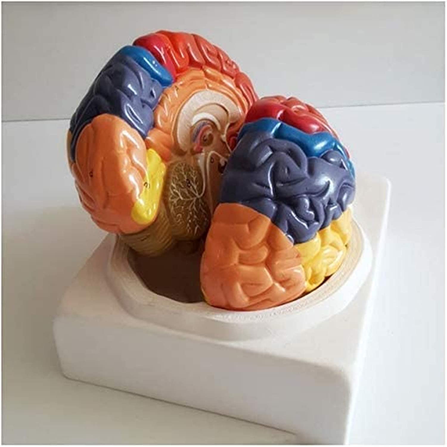 Model anatomiczny, model edukacyjny ludzkiej nerki model - medyczny anatomiczny model nerek model anatomii narządów człowieka - kompatybilny z medyczną pomocą edukacyjną, materiałami laboratoryjnymi,