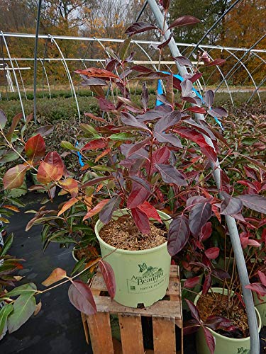 American Beauties Native Plants Viburnum nudum 'Winterthur' (Witherod) Shrub, 3-Size Container, White Flowers with Blue Fruit