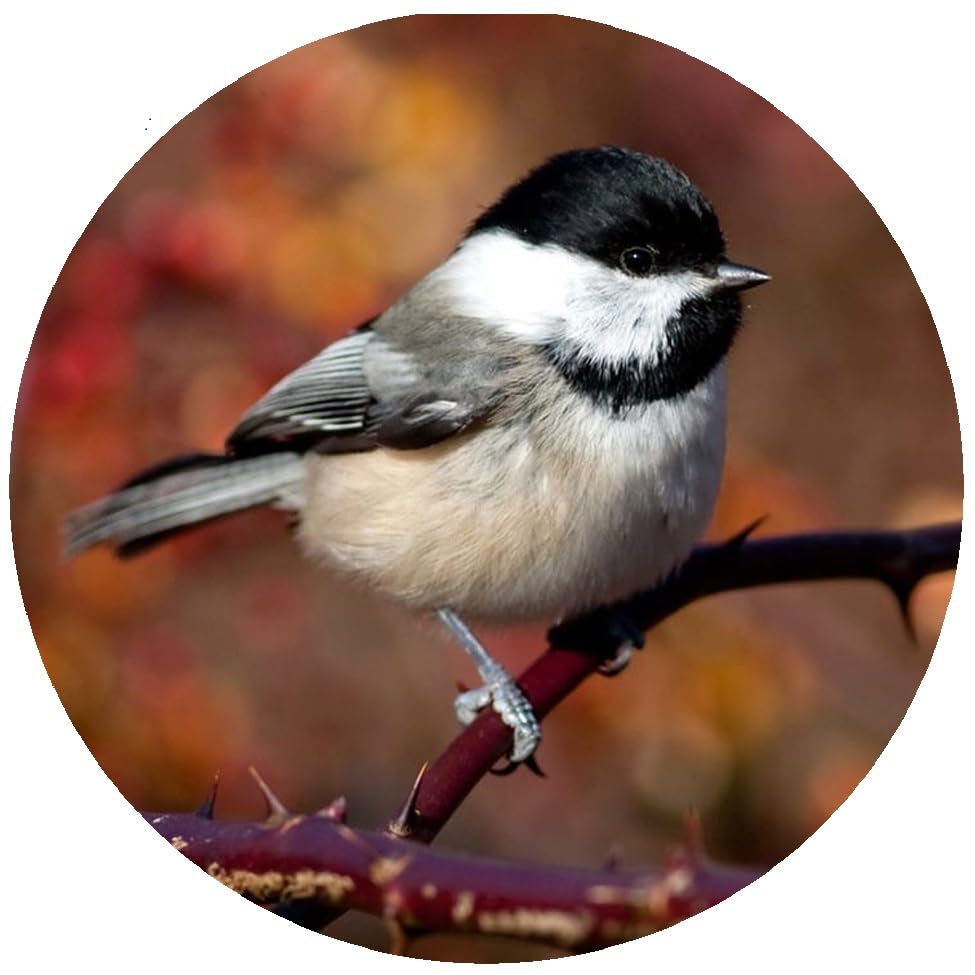 Andreas JO-CCD Custom Chickadee Jar Opener44; Pack of 3