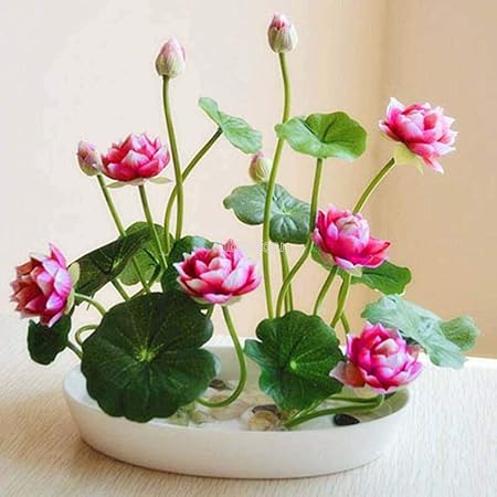 Mini Lotus Seeds Adorable Flower 15 Seeds Fragrant Blooms Hydroponic All Season Grow Indoor Or Outdoor Amazon In Garden Outdoors
