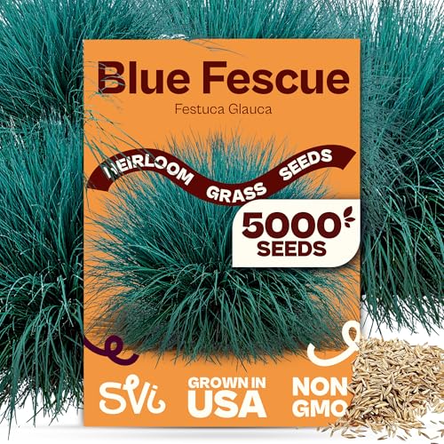 SVI 5000 Blue Fescue Seeds (Festuca glauca) Ornamental Blue Fescue Grass Seed Packets Evergreen Dwarf Grass Seeds Low Perennial Flower Seed Grasses for Gardens and Landscapes