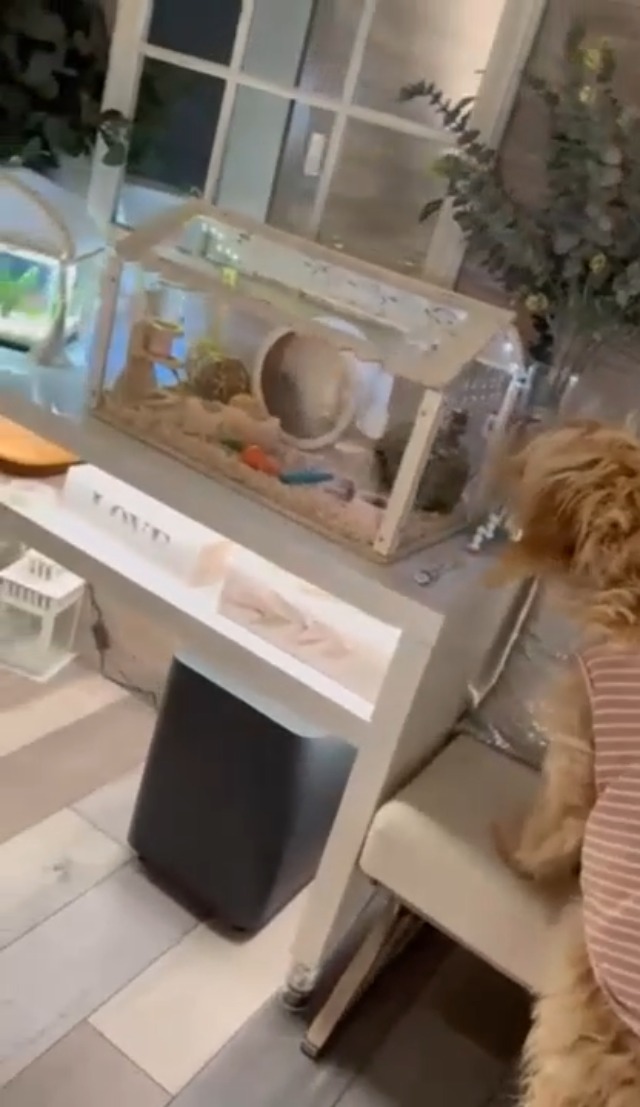 Cage Lapin 24 Inch Transparent Hamster Cage, Small Cage, s, Small