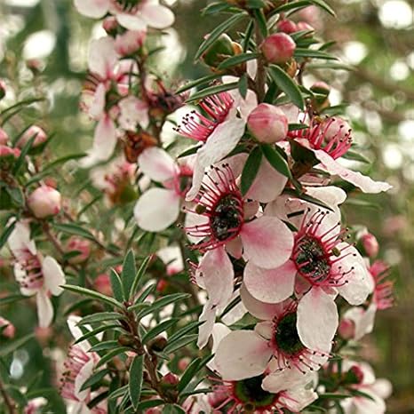 Amazon マヌカの木 苗４個セット ニュージーランド原産のマヌカハニーの木 花 観葉植物 フラワーギフト オンライン通販