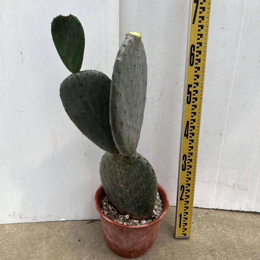 Amazon.co.jp: 多肉植物 ウチワサボテン 団扇サボテン 8号 バー