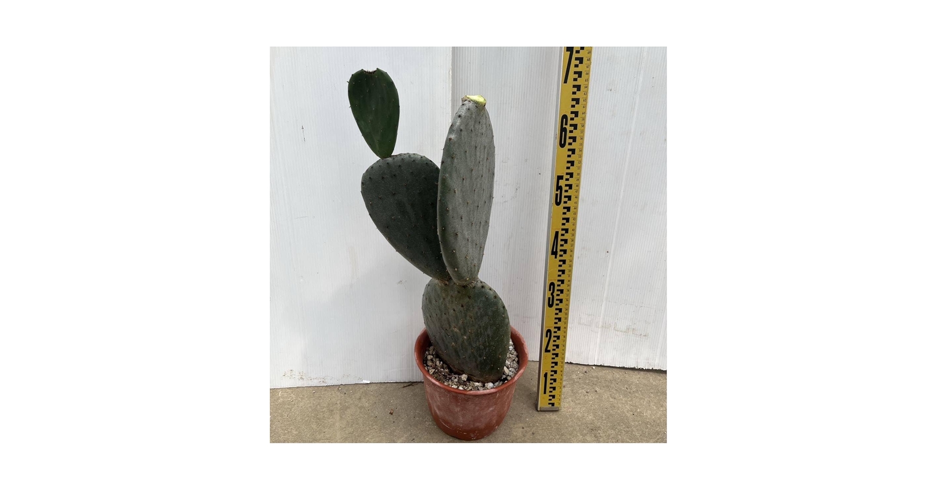 Amazon.co.jp: 多肉植物 ウチワサボテン 団扇サボテン 8号 バー