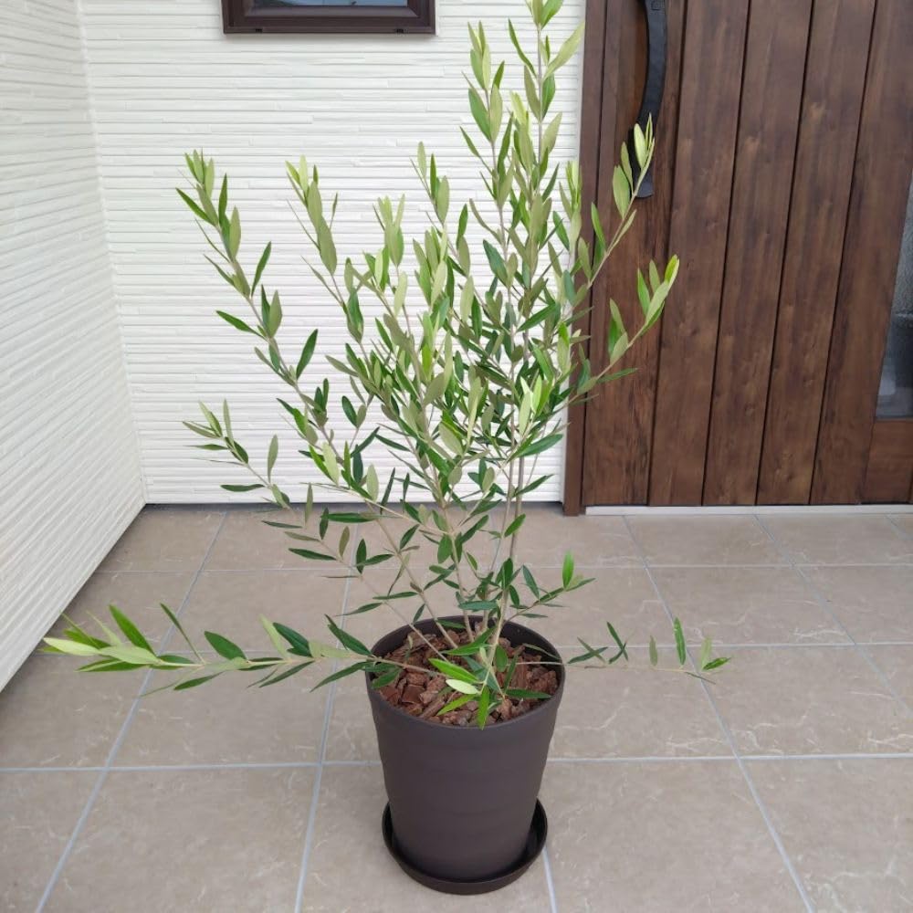 Amazon｜届いた時からシンボルツリー！！ はじめてのオリーブの木栽培