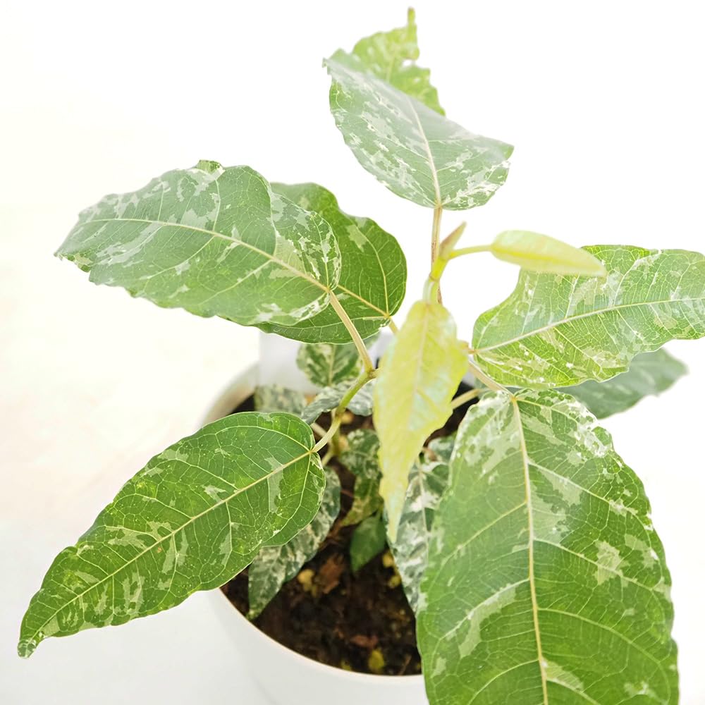 Amazon｜ITANSE フィカス アスペラ 4号 1個売り 観葉植物 学名