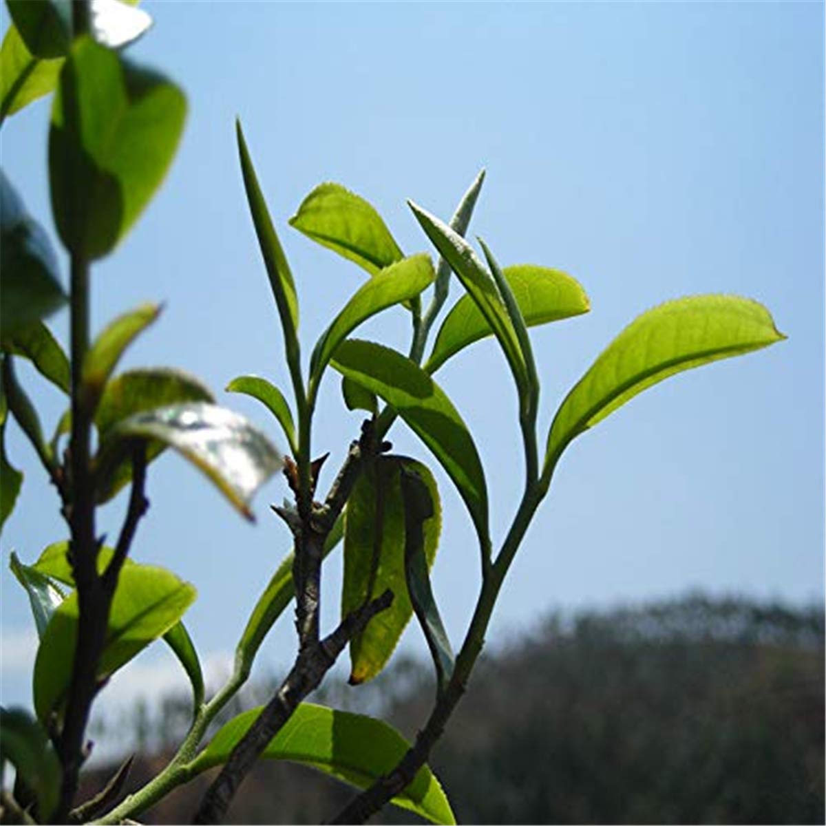 100g (0.22LB) Roher Pu'er Tee Moonlight Old Puer Tee Grüner Tee Pu-Erh Tee MengHai Pu Erh Tee Chinesischer Tee Gesunder Puerh Tee Grün Guter Sheng Cha