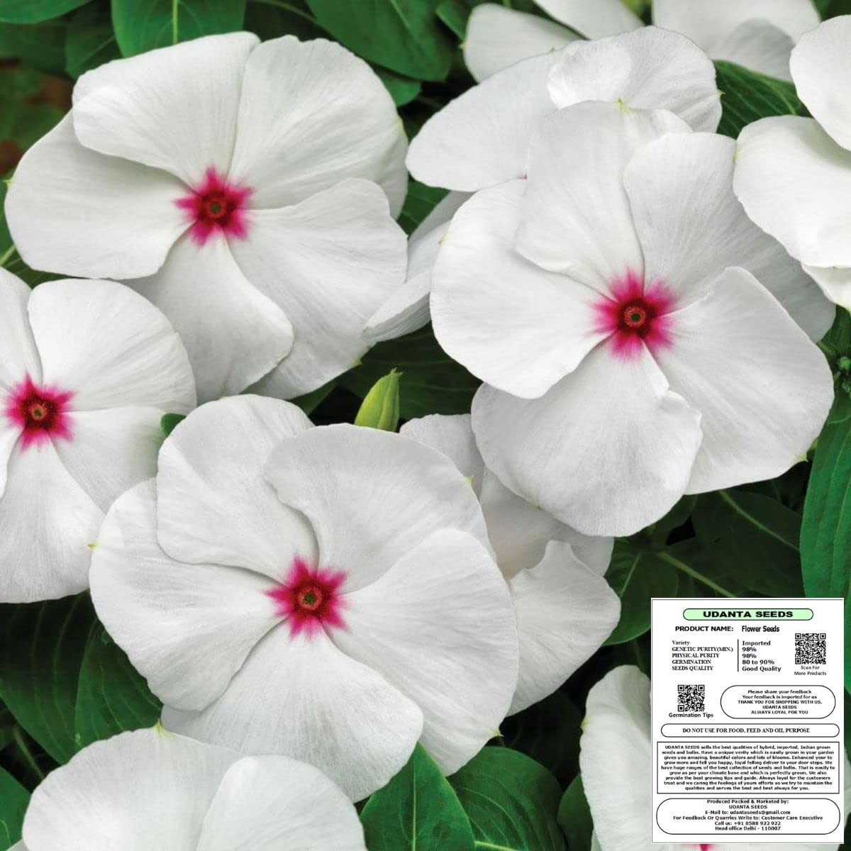 Seeds Sadabahar - Vinca Flower Seeds Polka Dot Imported Series - Pack of 50 Seeds-image-43