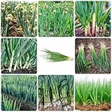 450 piezas de semillas de cebolleta - hierbas culinarias, semillas de hortalizas, plantas saladas, cebolla tierna, semillas de cebolleta, Allium fistulosum, hierbas medicinales, regalos