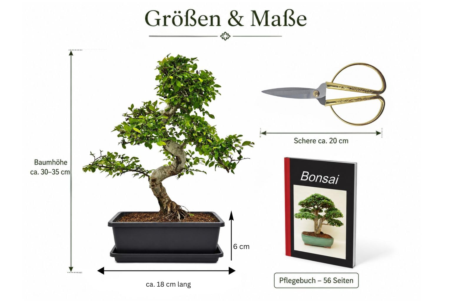 Chinesische Ulme Starterset 4-tlg. mit Schere & Pflegebuch | Zimmerbonsai, pflegeleichte Ulme, ideal für Anfänger, mit Untersetzer, 4-teiliges Komplettset für Zuhause