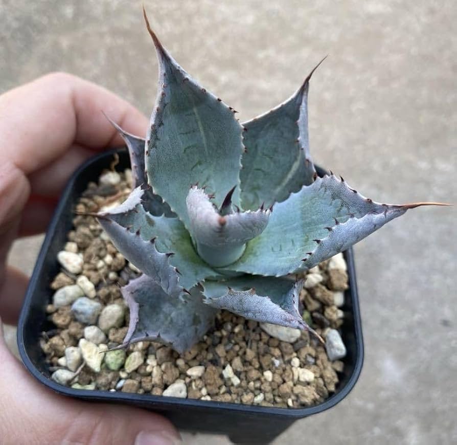 Amazon.co.jp: 多肉植物 アガベ 風雷神（斑入り、錦） : ホーム