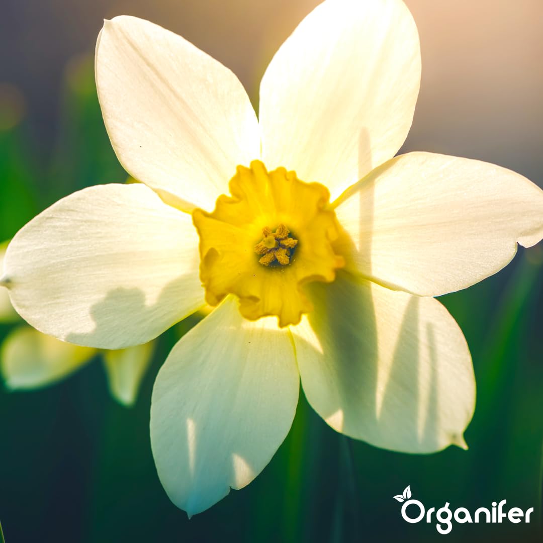 Fertilizante Líquido - 5x1L - Para Narciso - NPK 3-4-3 | Flores Largas Y Plantas Fuertes - Organifer