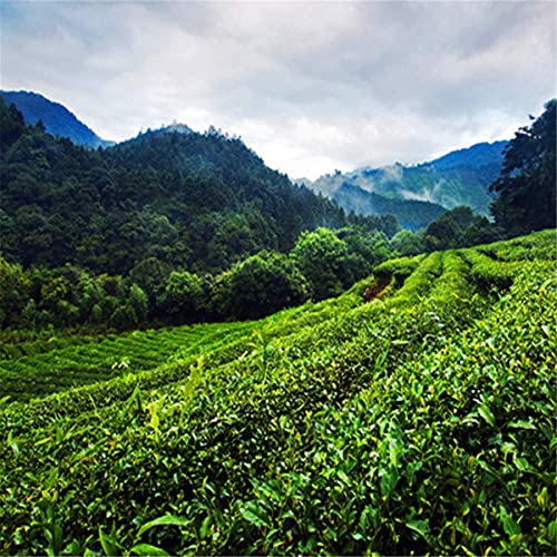 通用 1 kg de té de Leche Oolong, Taiwán Alishan Mountain Jinxuan, té Frgrance, té Adelgazante - Imagen 5