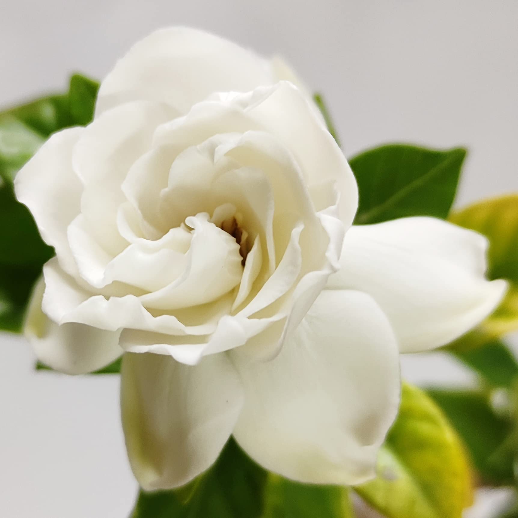 Navaurja Miniature Gardenia Ananta Gandharaj Highly Fragrant Flower Plant (B09WF3ZKWD) Amazon Price History, Amazon Price Tracker
