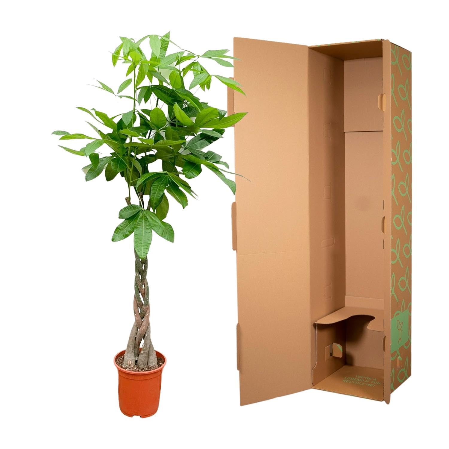 La Green Touch - Pachira Aquatica tressé- 160cm - ø27 - Plante d'intérieur - Pot 27cm, Hauteur 160 cm