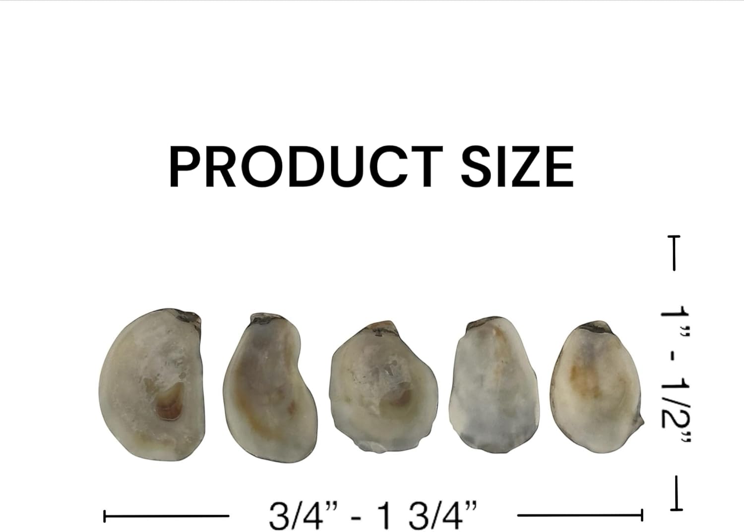 50 PCS Oyster Shells Flat Side 1" to 1 1/2" Small Oyster Shells for Crafts Natural Oyster Shells Bulk, for Home Vase Filler, Xmas, DIY Arts and Crafts Sea Shells